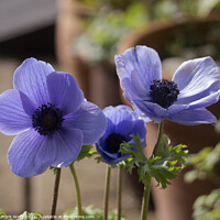 Buy canvas prints of Anemone Flowers. by Mark Ward