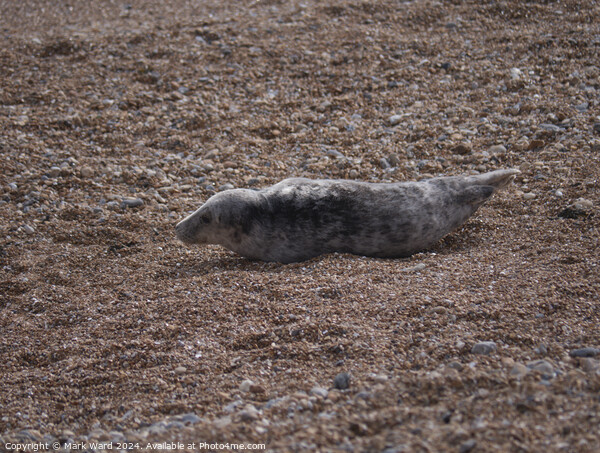A Young Seal resting on a Hastings beach. Picture Board by Mark Ward