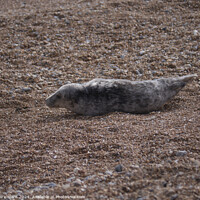 Buy canvas prints of A Young Seal resting on a Hastings beach. by Mark Ward
