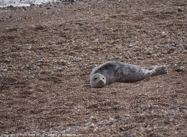 A juvenile Seal resting on a Hastings beach Picture Board by Mark Ward