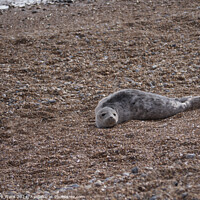 Buy canvas prints of A juvenile Seal resting on a Hastings beach by Mark Ward