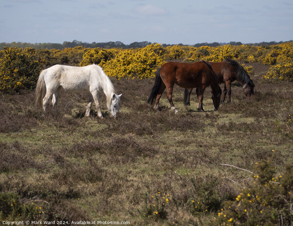 New Forest Ponies. Picture Board by Mark Ward