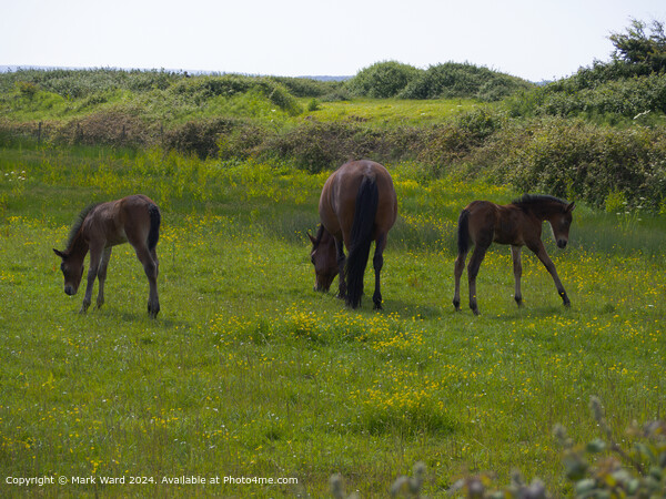 New Forest Ponies Foals Grazing Picture Board by Mark Ward