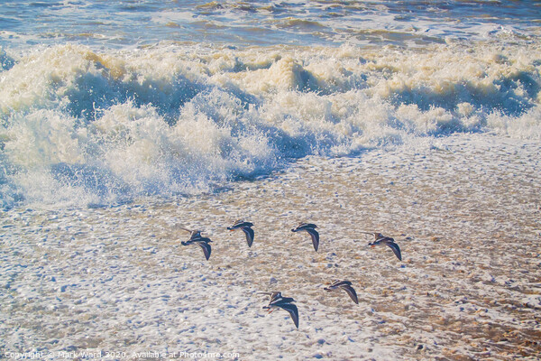 A flock of  birds flying over a beach Picture Board by Mark Ward