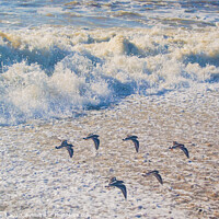 Buy canvas prints of A flock of  birds flying over a beach by Mark Ward