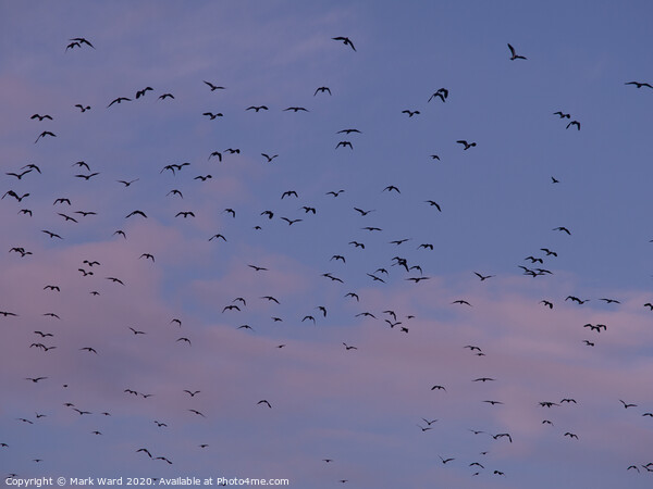 Lapwing Flock in Flight Picture Board by Mark Ward
