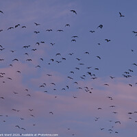 Buy canvas prints of Lapwing Flock in Flight by Mark Ward