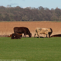 Buy canvas prints of Rye Cattle Grazing by Mark Ward