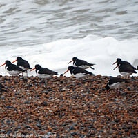 Buy canvas prints of Oystercatchers on a Sussex Beach by Mark Ward