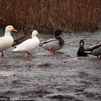 Buy canvas prints of Ducks in January by Mark Ward