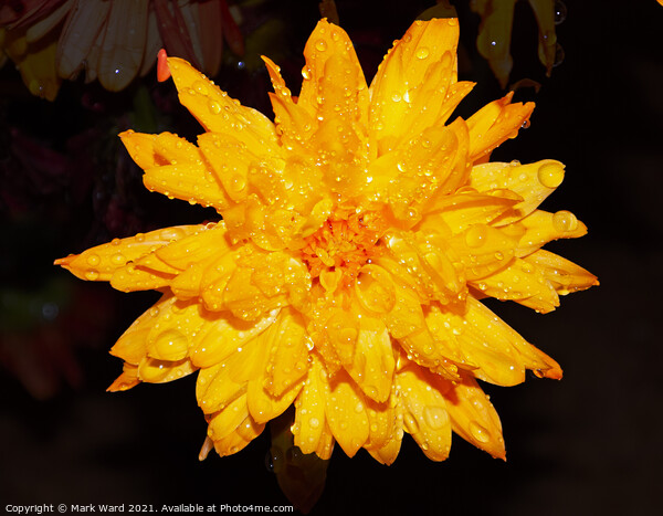 Chrysanthemum Flower after a heavy Shower in Susse Picture Board by Mark Ward