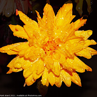 Buy canvas prints of Chrysanthemum Flower after a heavy Shower in Susse by Mark Ward
