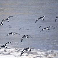 Buy canvas prints of Oystercatchers in Flight by Mark Ward