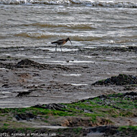 Buy canvas prints of Curlew at Low Tide by Mark Ward
