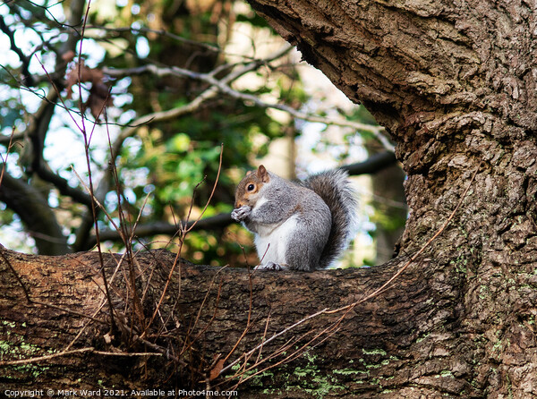 A squirrel having a snack Picture Board by Mark Ward