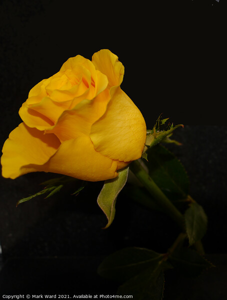 Yellow Rose Picture Board by Mark Ward