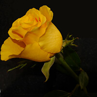 Buy canvas prints of Yellow Rose by Mark Ward