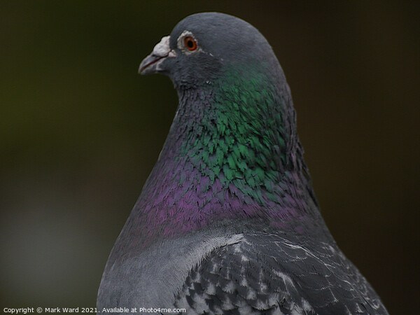 A Pigeon Up Close Picture Board by Mark Ward