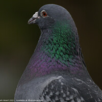 Buy canvas prints of A Pigeon Up Close by Mark Ward