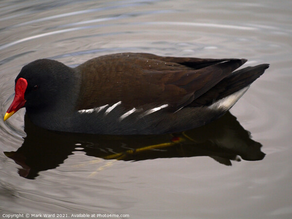 Moorhen on the Water Picture Board by Mark Ward