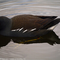 Buy canvas prints of Moorhen on the Water by Mark Ward