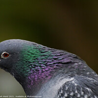 Buy canvas prints of An Intimate Look at A Pigeon Head. by Mark Ward