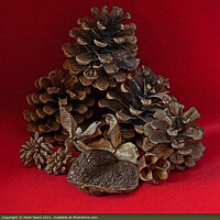 Buy canvas prints of Pine Cones and Seed Cases. by Mark Ward