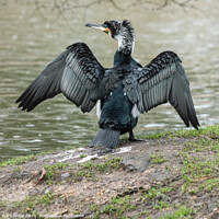 Buy canvas prints of Cormorant Wings Outstretched by Mark Ward