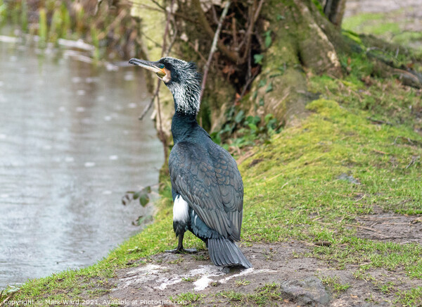 Cormorant at the waters edge. Picture Board by Mark Ward