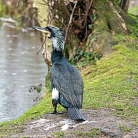 Buy canvas prints of Cormorant at the waters edge. by Mark Ward