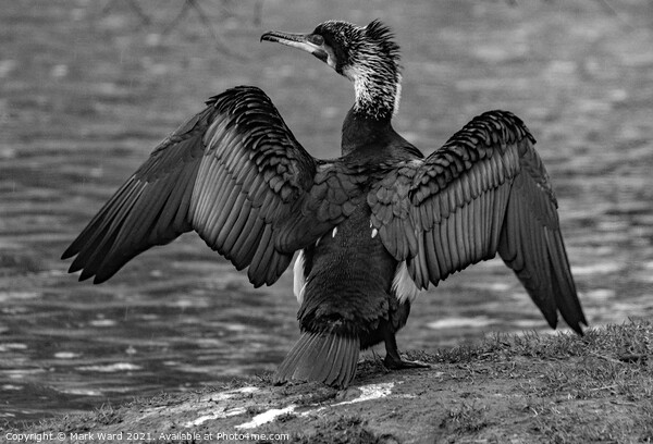 Cormorant in Black and White Picture Board by Mark Ward