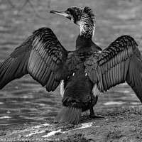 Buy canvas prints of Cormorant in Black and White by Mark Ward