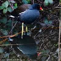 Buy canvas prints of Moorhen Upon Reflection by Mark Ward