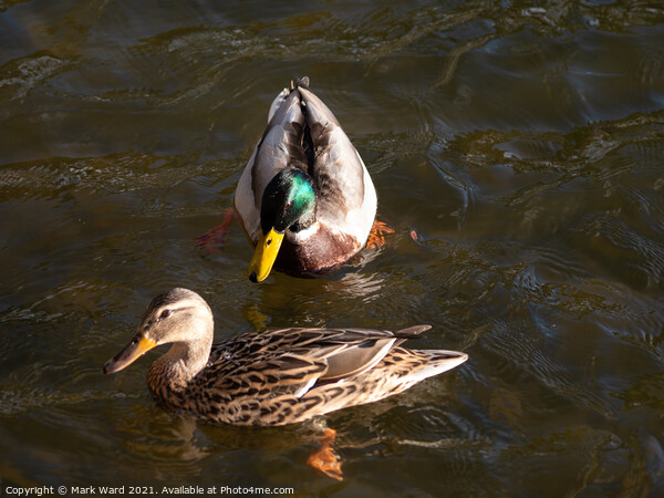 Mallard Pair in the Water. Picture Board by Mark Ward