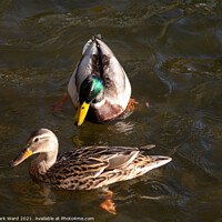 Buy canvas prints of Mallard Pair in the Water. by Mark Ward
