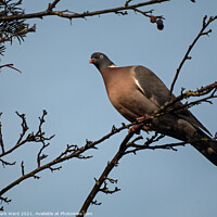 Buy canvas prints of Wood Pigeon Above Me by Mark Ward
