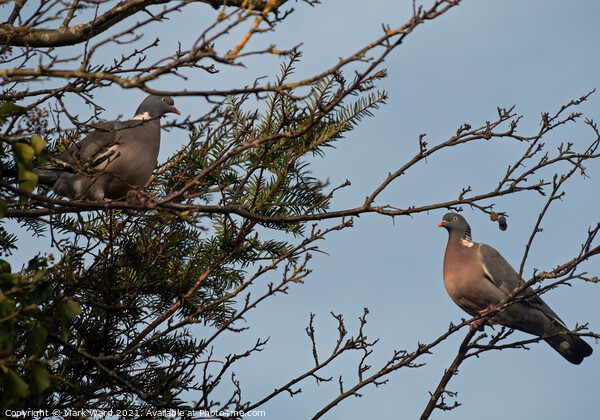 Two Pigeons perched on a tree branch Picture Board by Mark Ward