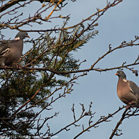 Buy canvas prints of Two Pigeons perched on a tree branch by Mark Ward