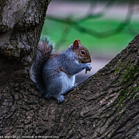 Buy canvas prints of A squirrel sitting and eating in a Tree by Mark Ward