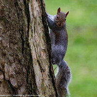 Buy canvas prints of A squirrel Going Up in the World. by Mark Ward
