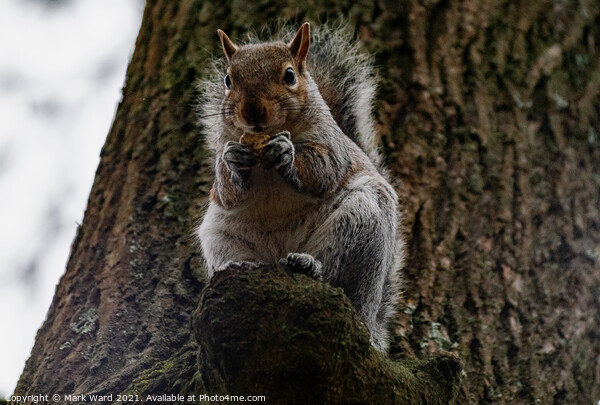 A squirrel Eating and Watching Picture Board by Mark Ward