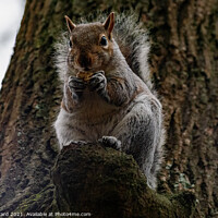 Buy canvas prints of A squirrel Eating and Watching by Mark Ward