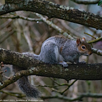 Buy canvas prints of Squirrel on a Branch by Mark Ward