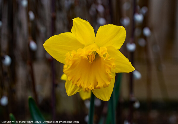 Daffodil Bloom Picture Board by Mark Ward
