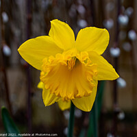 Buy canvas prints of Daffodil Bloom by Mark Ward
