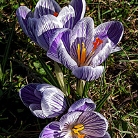 Buy canvas prints of Striped Crocus. by Mark Ward