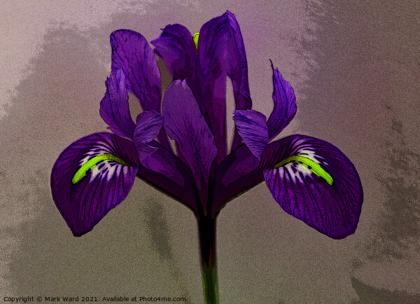 An Iris for your Eye. Picture Board by Mark Ward
