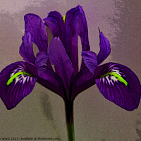 Buy canvas prints of An Iris for your Eye. by Mark Ward