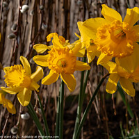 Buy canvas prints of Daffodils in Bloom by Mark Ward