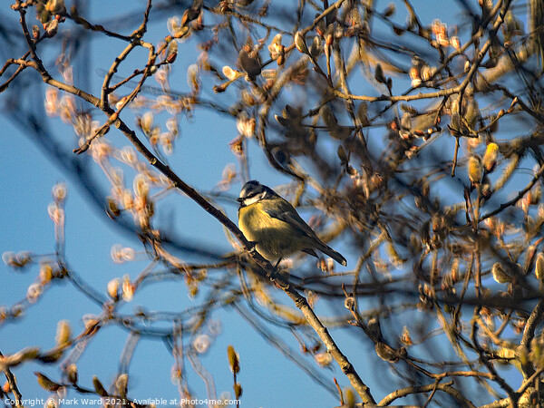 Great Tit in the branches. Picture Board by Mark Ward